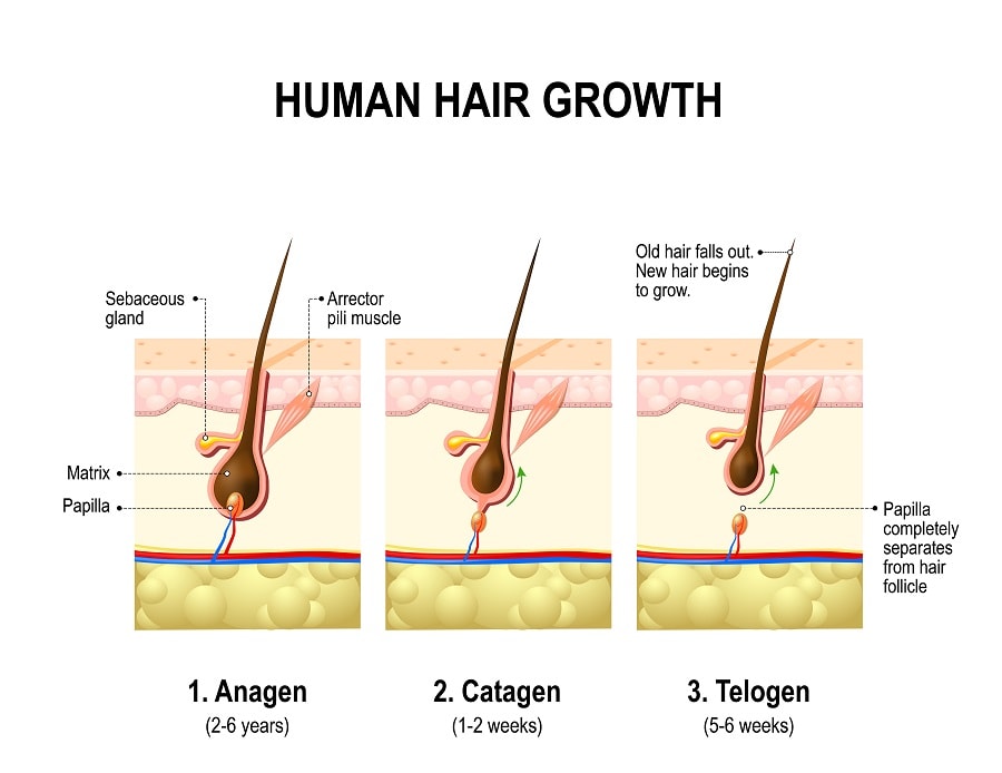 stages of hair growth