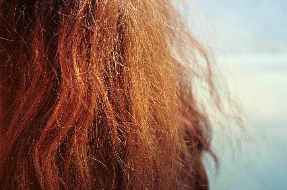 what is hair frizz?