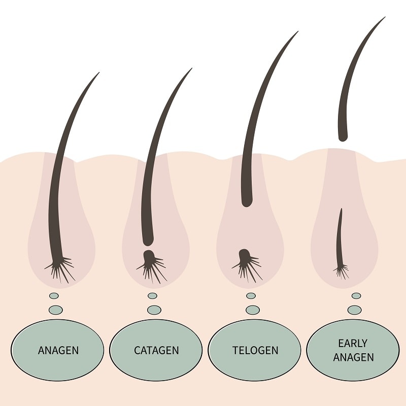 reasons why hair stopped growing after a haircut - Growth Cycle