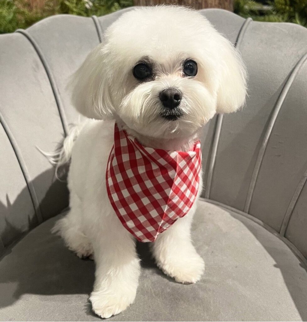 Bichon Frise with long hair on the sides