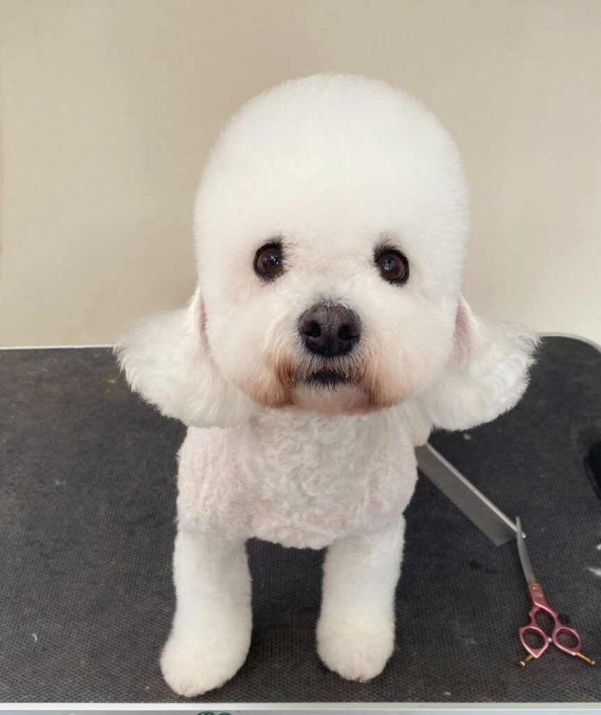 bichon frise with short hair on the face