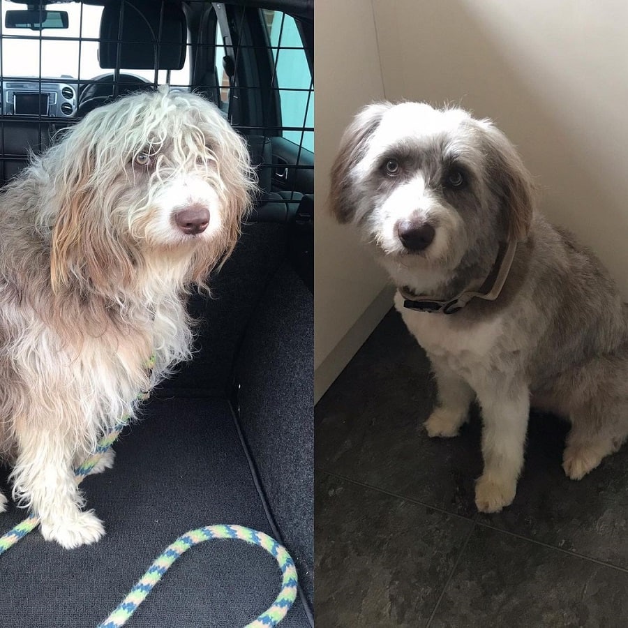 bearded collie before and after haircut