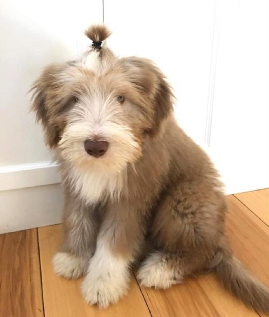 bearded collie puppy with top knot