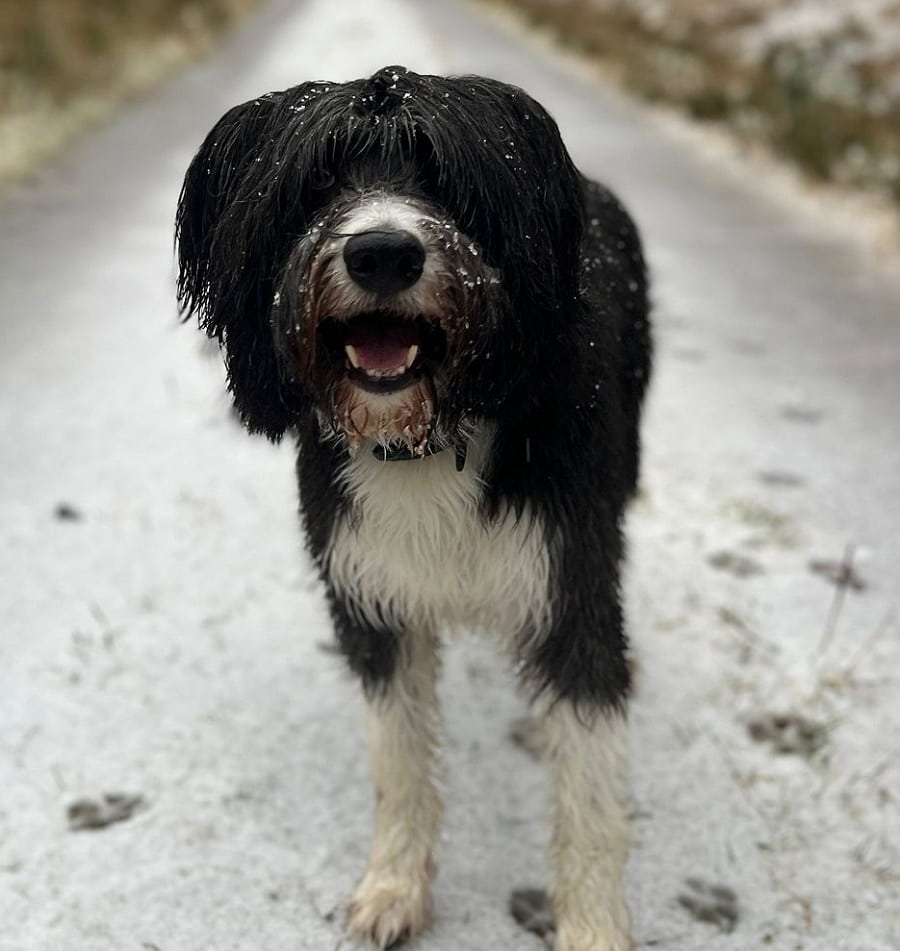 bearded collie with bowl cut