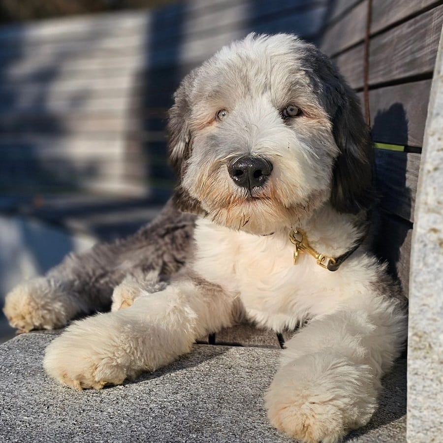 bearded collie with kennel cut