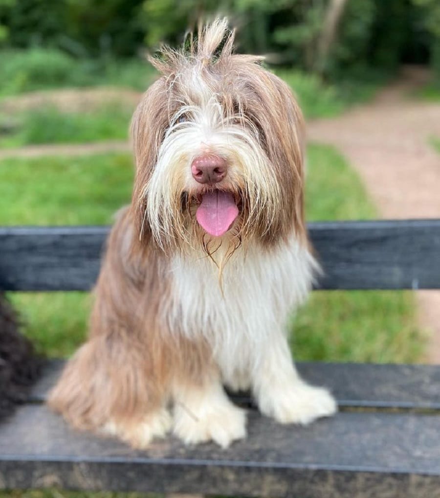 bearded collie with messy hairstyle