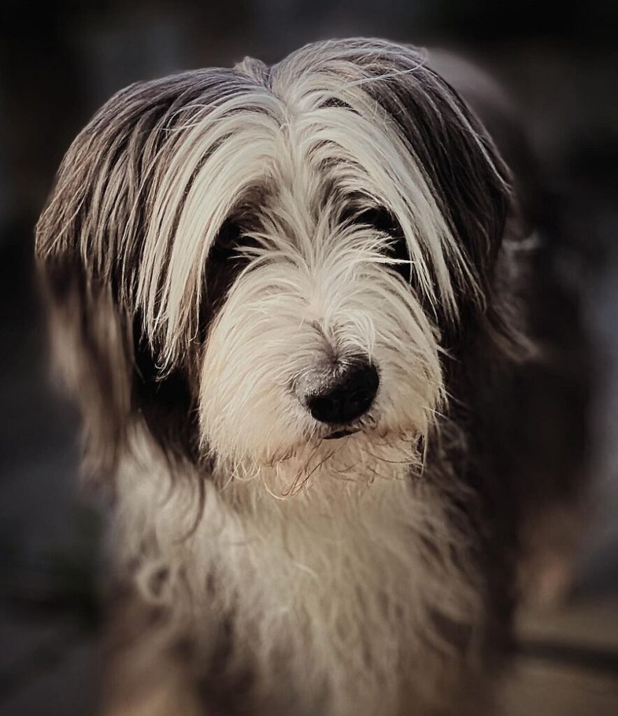 bearded collie with middle part hairstyle
