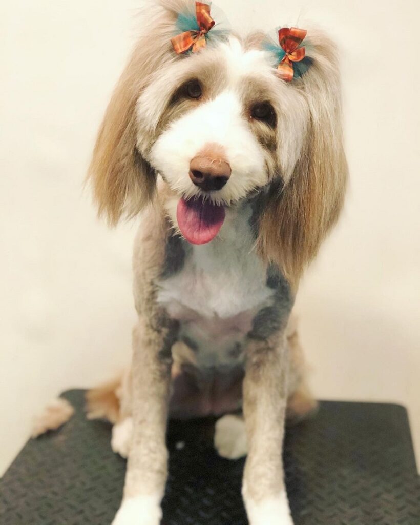 bearded collie with pigtails