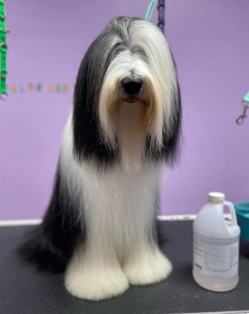 bearded collie with side swept hairstyle