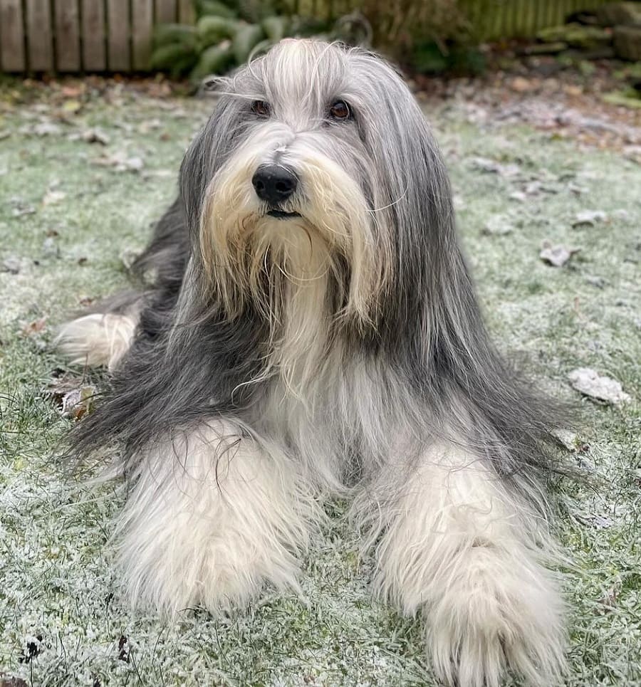 bearded collie with very long hair