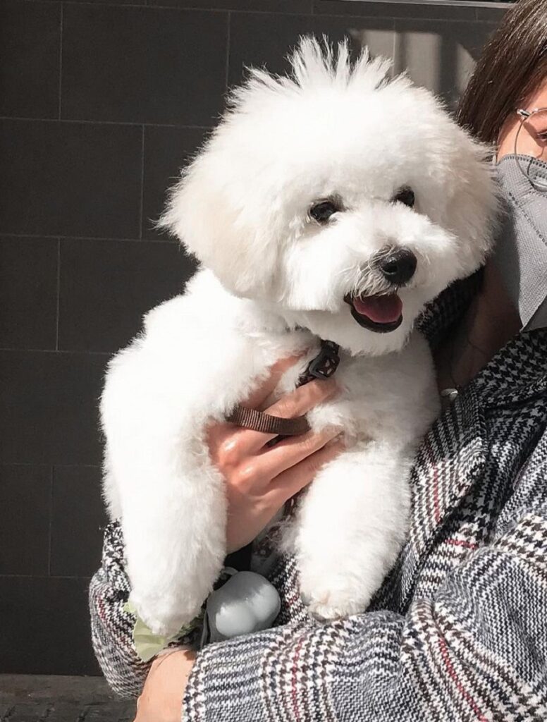 bichon frise with mid-part and spiky top hair