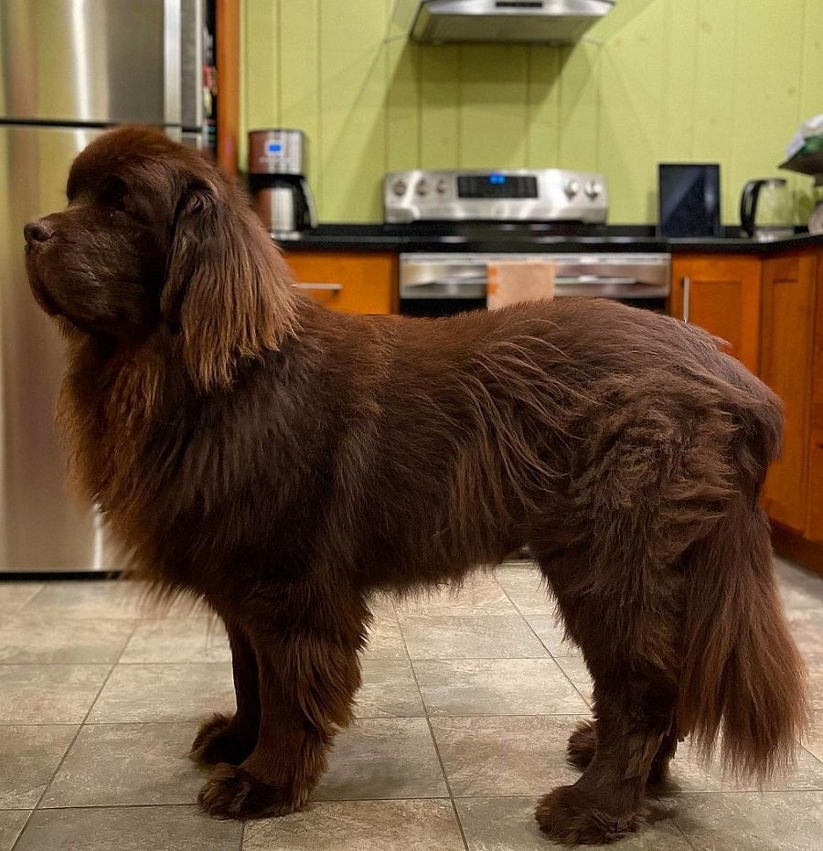 brown newfoundland haircut