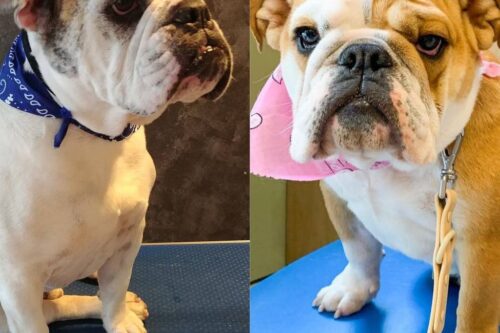 7 Cool Ways to Style Bulldogs (No Haircut Needed!)