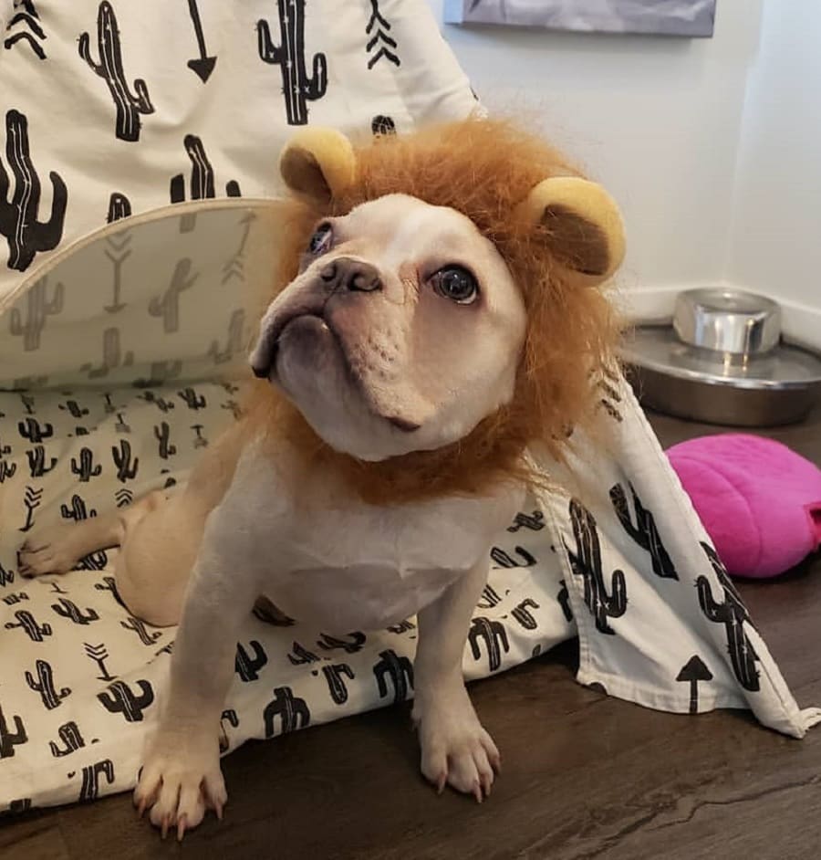 bulldog with lion cut