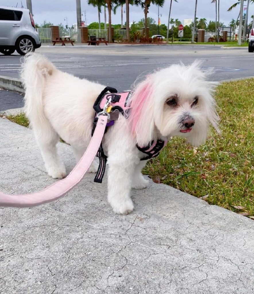 coton de tulear haircut with pink highlights