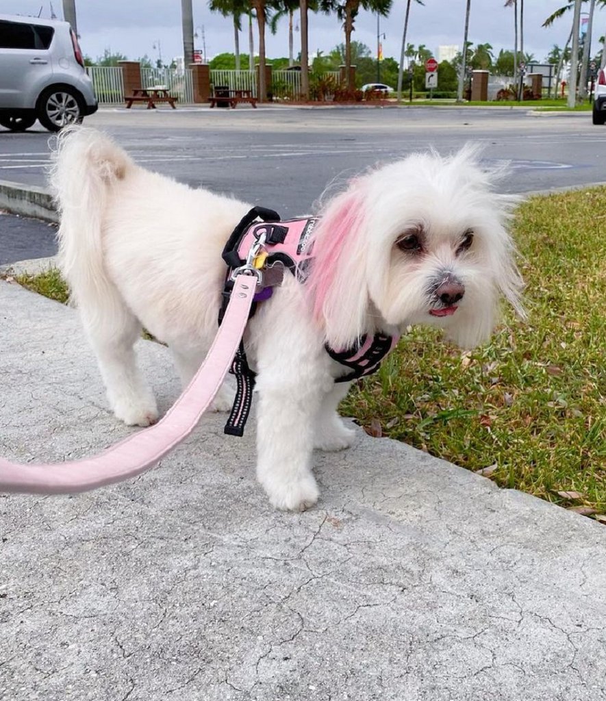 15 Stylish Coton de Tulear Haircuts in 2024
