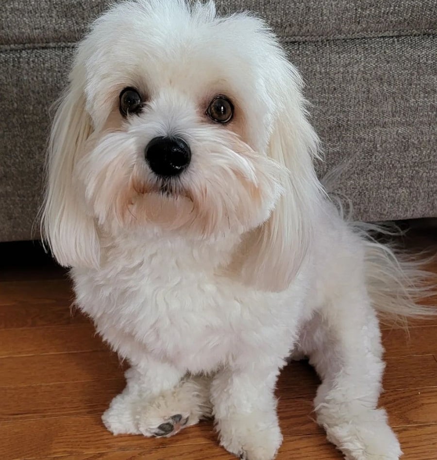 coton de tulear short top with long sides