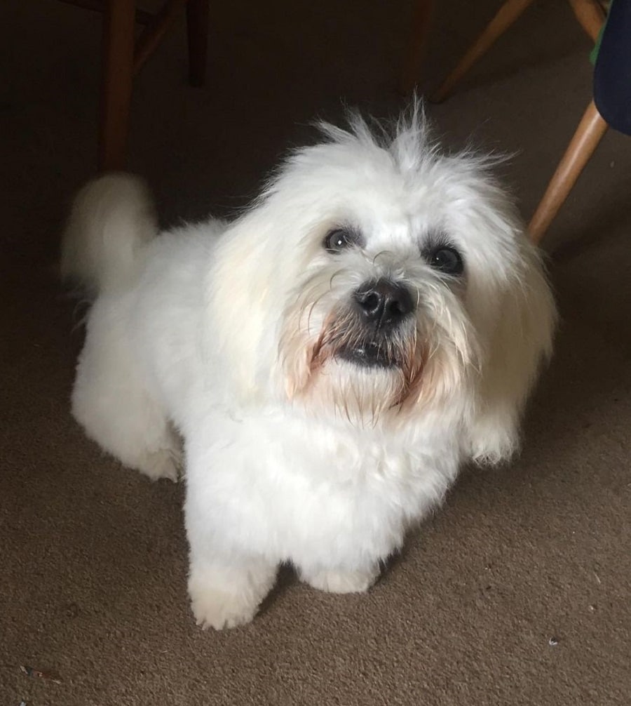 coton de tulear with medium haircut