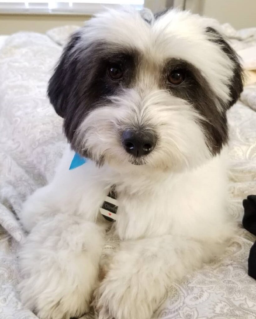 coton de tulear with middle part hair