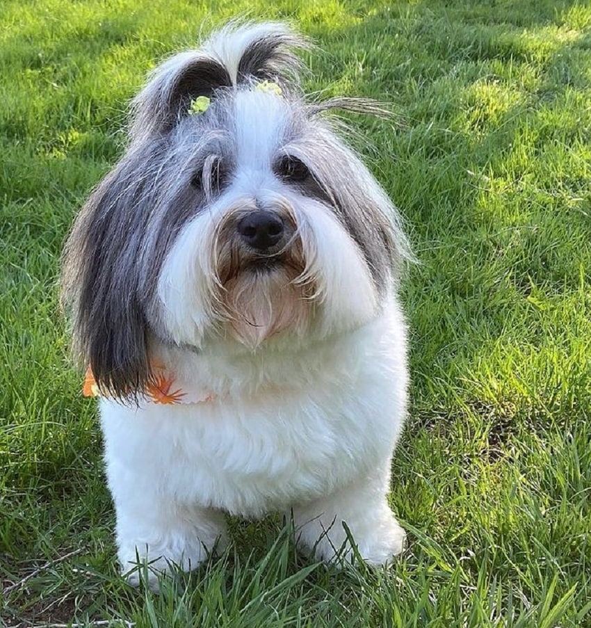 coton de tulear with ponytail