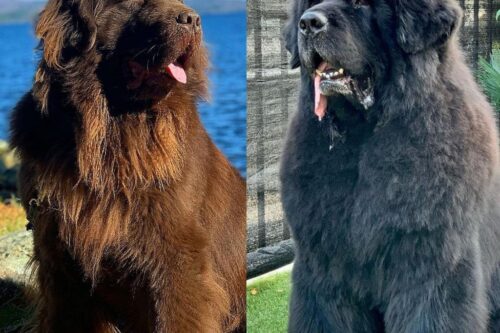 13 Unique Newfoundland Dog Haircut Ideas for Grooming