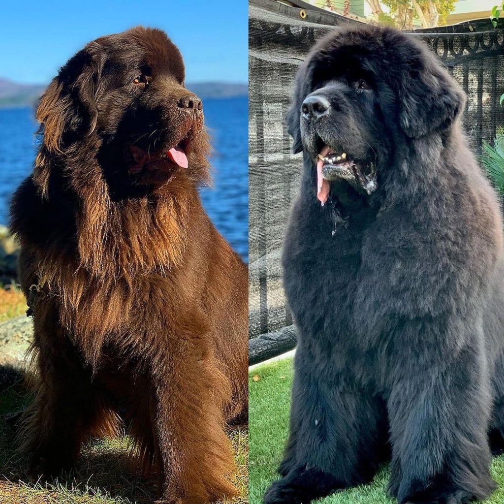 newfoundland haircut