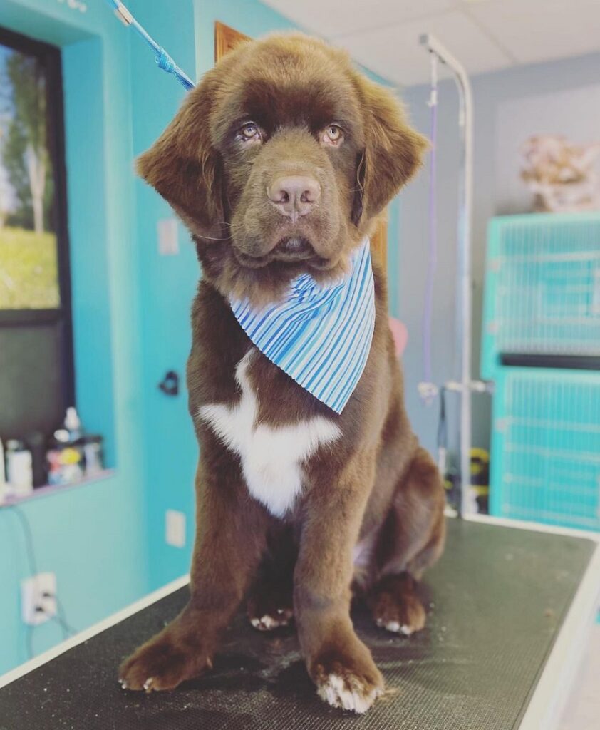 newfoundland puppy haircut