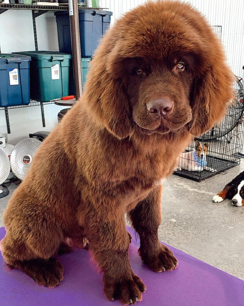 newfoundland with blowout hairstyle