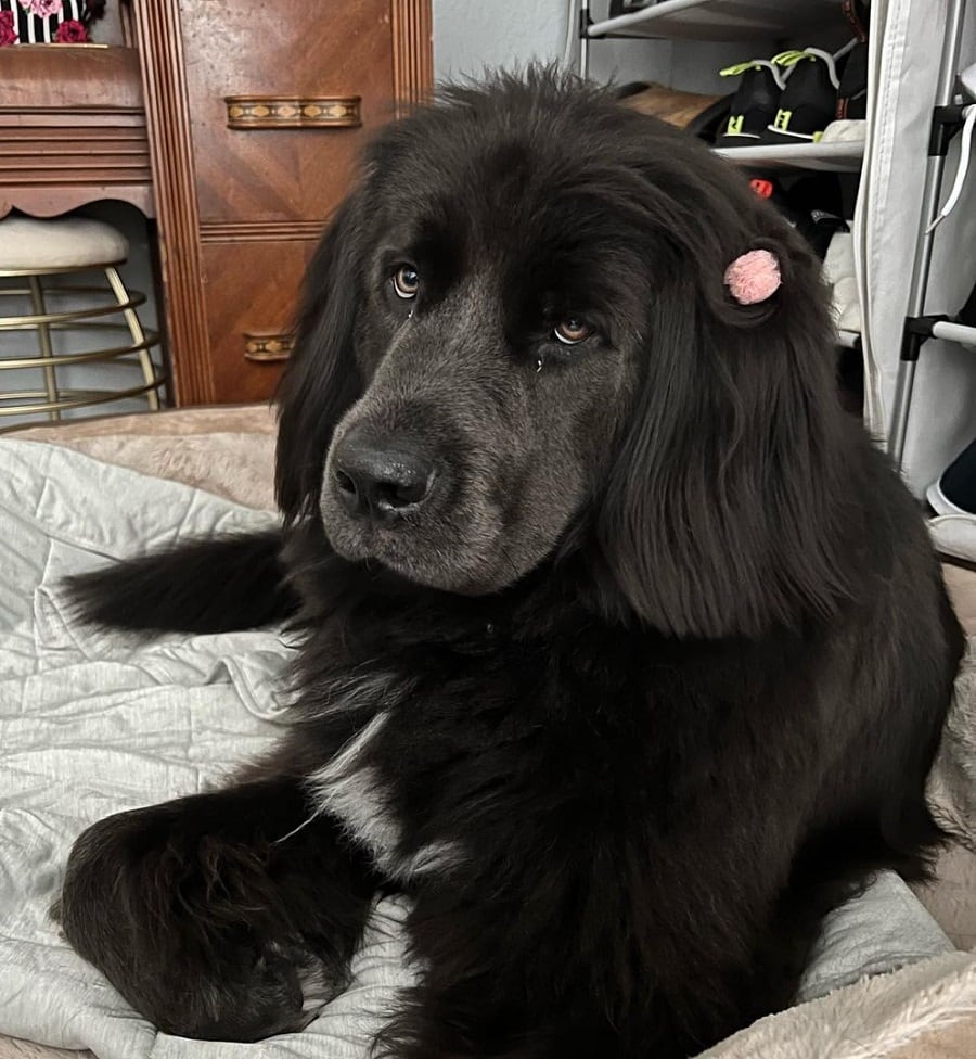 newfoundland with bob cut