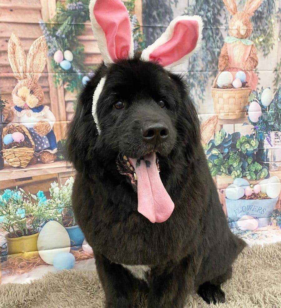 newfoundland with easter bunny cut