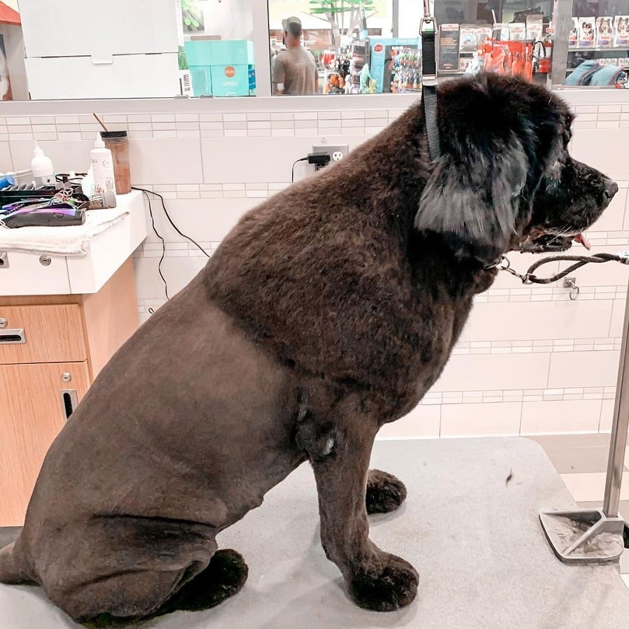 newfoundland with lion cut