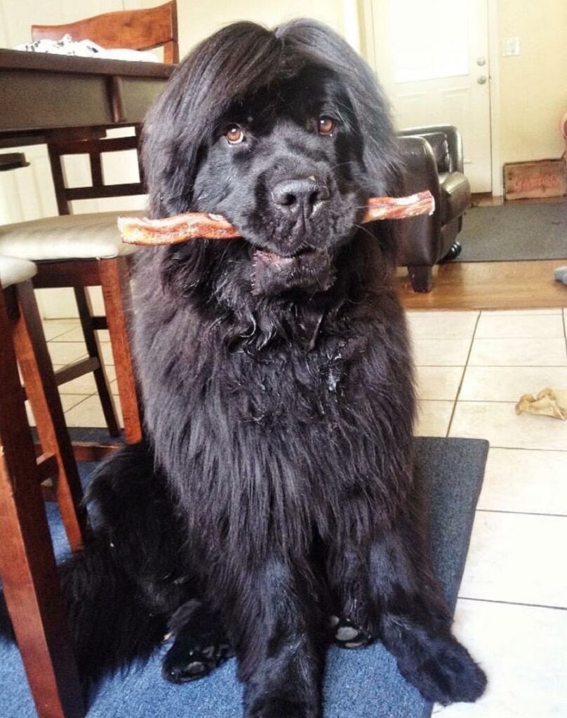 newfoundland with middle part hairstyle