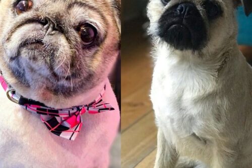 9 Cool Pug Haircuts and Styling Ideas