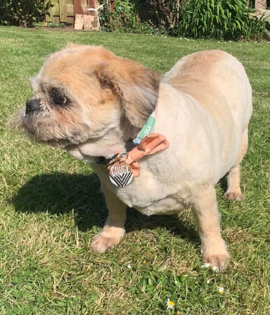 long on face short on body pug haircut