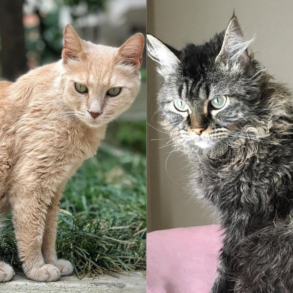 Cats With Curly Hair