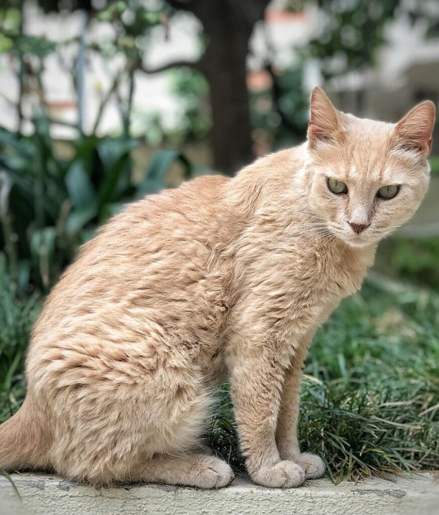 German Rex Cat With Curly Hair