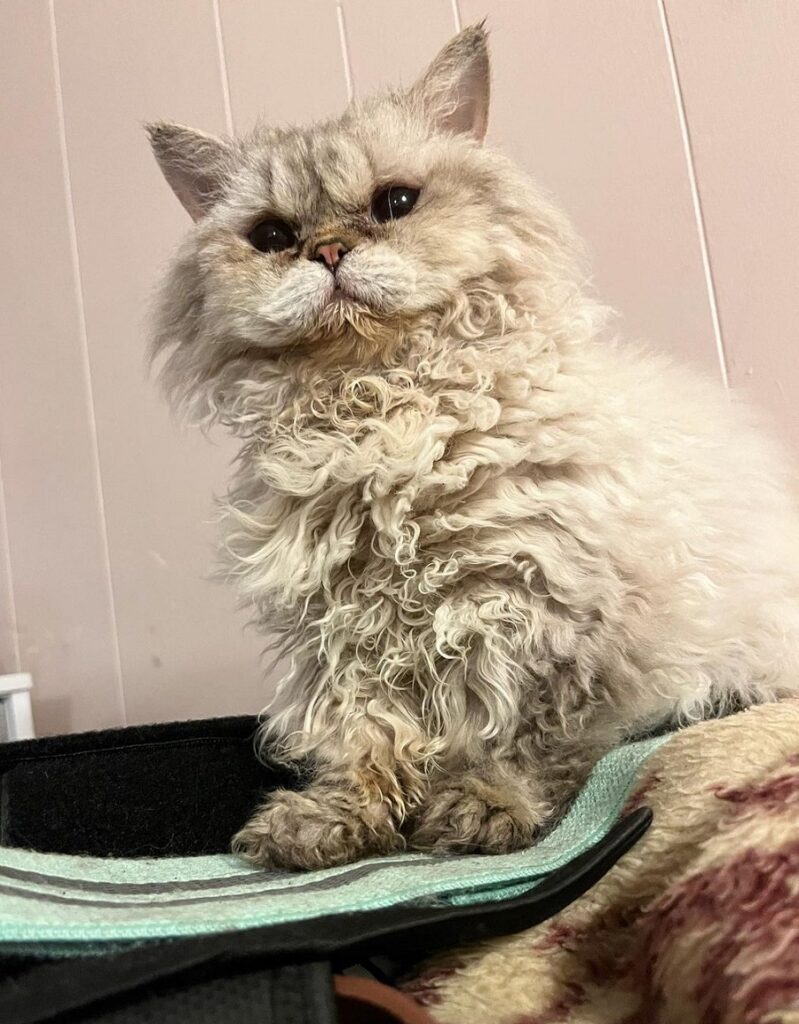 Lambkin Dwarf Cat With Curly Hair