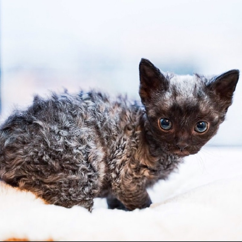 Ural Rex Cat With Curly Hair