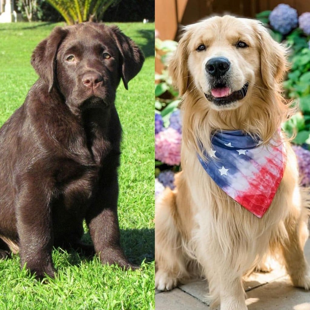 labrador retriever haircut