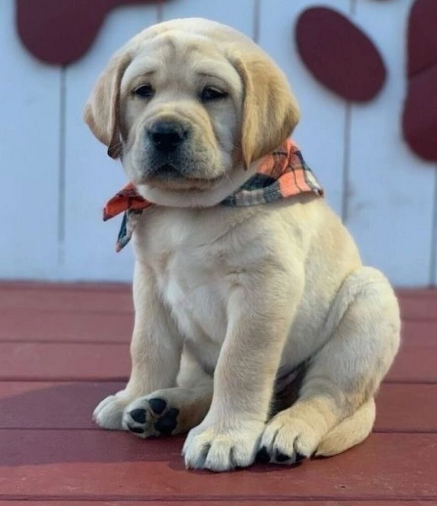 labrador retriever with puppy haircut