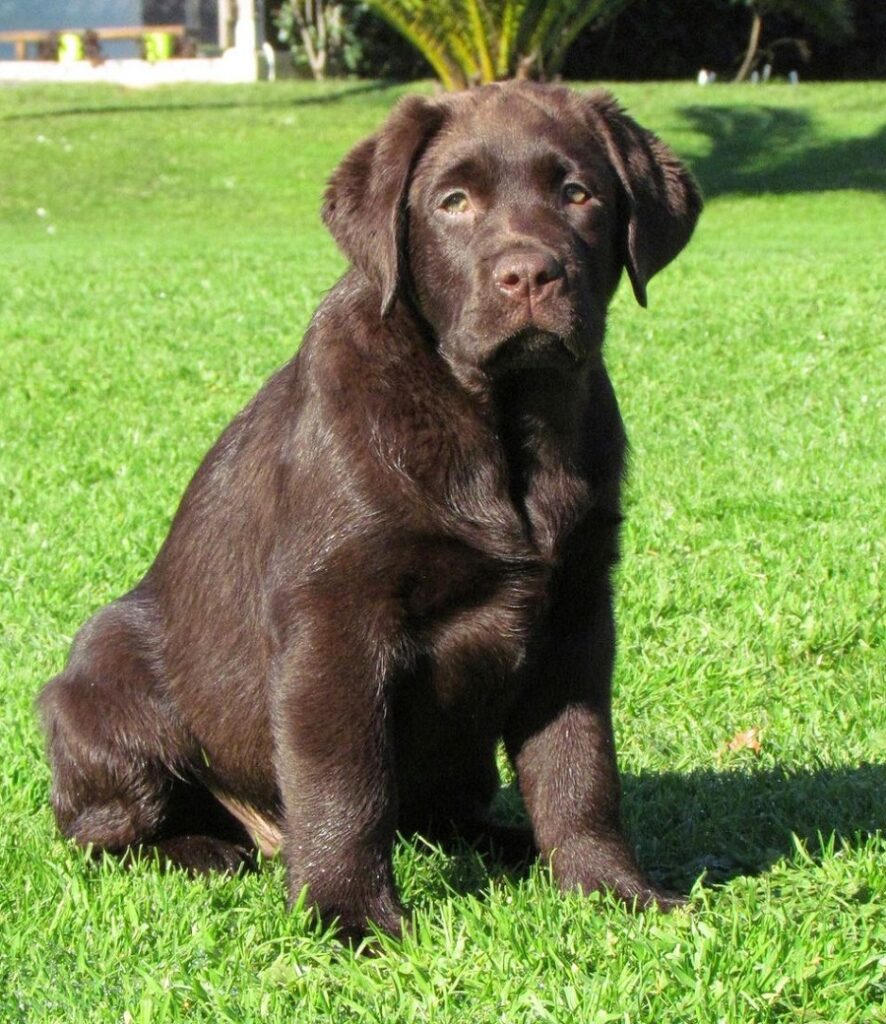 labrador retriever with summer haircut